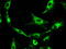Prominin-2 antibody, GTX83794, GeneTex, Immunofluorescence image 