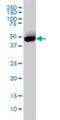 CTBP antibody, H00001487-M01, Novus Biologicals, Western Blot image 