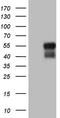 Basic Helix-Loop-Helix Family Member E41 antibody, TA806394S, Origene, Western Blot image 
