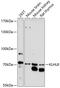 Kelch Like Family Member 8 antibody, 15-791, ProSci, Western Blot image 