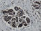 Mitochondrial Intermediate Peptidase antibody, LS-C175207, Lifespan Biosciences, Immunohistochemistry paraffin image 