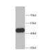 Glycogen Synthase Kinase 3 Beta antibody, FNab03673, FineTest, Western Blot image 