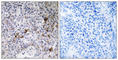 RAB11 Family Interacting Protein 3 antibody, abx014771, Abbexa, Western Blot image 