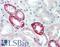 Fucose Kinase antibody, LS-B9965, Lifespan Biosciences, Immunohistochemistry paraffin image 