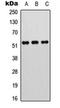 Heterogeneous Nuclear Ribonucleoprotein R antibody, orb378106, Biorbyt, Western Blot image 