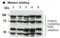 SWI/SNF-related matrix-associated actin-dependent regulator of chromatin subfamily D member 1 antibody, orb374309, Biorbyt, Western Blot image 
