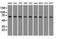 Heat Shock Protein Family A (Hsp70) Member 9 antibody, NBP1-47801, Novus Biologicals, Western Blot image 