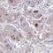 HGF Activator antibody, HPA059076, Atlas Antibodies, Immunohistochemistry frozen image 