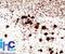 Ubiquitin C-Terminal Hydrolase L1 antibody, NBP2-45339, Novus Biologicals, Immunohistochemistry paraffin image 