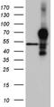 Homeobox protein Hox-A3 antibody, TA811550, Origene, Western Blot image 
