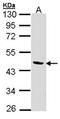 Branched Chain Amino Acid Transaminase 2 antibody, orb69669, Biorbyt, Western Blot image 