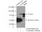Tamm-Horsfall urinary glycoprotein antibody, 11911-1-AP, Proteintech Group, Immunoprecipitation image 