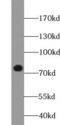 Mitogen-Activated Protein Kinase Kinase Kinase 3 antibody, FNab09830, FineTest, Western Blot image 
