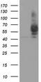 Pantothenate kinase 2, mitochondrial antibody, TA501355S, Origene, Western Blot image 