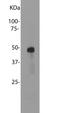 Ring Finger Protein 7 antibody, MBS415062, MyBioSource, Western Blot image 