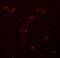 Zinc Finger Protein 536 antibody, NBP1-77092, Novus Biologicals, Immunocytochemistry image 