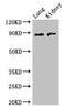 N-Acetylated Alpha-Linked Acidic Dipeptidase Like 2 antibody, CSB-PA704507LA01HU, Cusabio, Western Blot image 