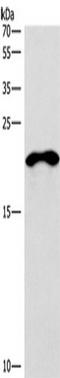CD269 antibody, TA350799, Origene, Western Blot image 