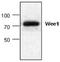 WEE1 G2 Checkpoint Kinase antibody, GTX59626, GeneTex, Western Blot image 
