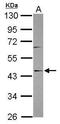 SPOUT Domain Containing Methyltransferase 1 antibody, GTX120433, GeneTex, Western Blot image 