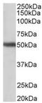 G Protein-Coupled Receptor 83 antibody, AP31783PU-N, Origene, Western Blot image 
