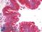 Heat shock protein HSP 90-alpha antibody, LS-C180799, Lifespan Biosciences, Immunohistochemistry frozen image 