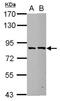 RBM35B antibody, NBP2-16375, Novus Biologicals, Western Blot image 