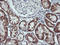 Mitogen-Activated Protein Kinase Kinase 2 antibody, LS-C787801, Lifespan Biosciences, Immunohistochemistry frozen image 