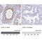 Lactate Dehydrogenase C antibody, NBP1-92065, Novus Biologicals, Immunohistochemistry paraffin image 