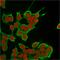 Keratin 8 antibody, GTX34665, GeneTex, Immunofluorescence image 