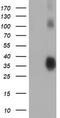 ZFP36 Ring Finger Protein antibody, TA502381, Origene, Western Blot image 