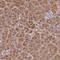 Centrosomal Protein 95 antibody, HPA052428, Atlas Antibodies, Immunohistochemistry frozen image 