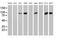 Phosphofructokinase, Platelet antibody, MA5-25793, Invitrogen Antibodies, Western Blot image 