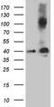 Neuronal-specific septin-3 antibody, CF811196, Origene, Western Blot image 