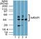 ADP-ribosylation factor GTPase-activating protein 1 antibody, PA5-23344, Invitrogen Antibodies, Western Blot image 