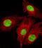 Forkhead Box D1 antibody, MBS9204091, MyBioSource, Immunofluorescence image 