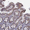 Prohibitin 2 antibody, HPA039874, Atlas Antibodies, Immunohistochemistry paraffin image 