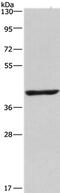 NME/NM23 Family Member 7 antibody, PA5-50244, Invitrogen Antibodies, Western Blot image 
