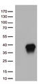 Caspase 3 antibody, TA813275S, Origene, Western Blot image 