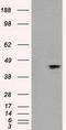 Mitogen-Activated Protein Kinase 8 antibody, CF500275, Origene, Western Blot image 