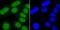 X-Ray Repair Cross Complementing 6 antibody, NBP2-66920, Novus Biologicals, Immunocytochemistry image 