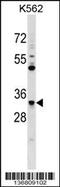Ficolin 1 antibody, 58-889, ProSci, Western Blot image 