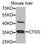 Cathepsin S antibody, LS-C348945, Lifespan Biosciences, Western Blot image 