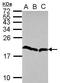 Eukaryotic Translation Initiation Factor 5A2 antibody, PA5-30770, Invitrogen Antibodies, Western Blot image 