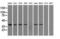 Isocitrate Dehydrogenase (NAD(+)) 3 Alpha antibody, M09544, Boster Biological Technology, Western Blot image 