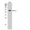 Fibulin 5 antibody, LS-C383502, Lifespan Biosciences, Western Blot image 