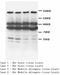 Reticulon 4 Receptor antibody, LS-C171807, Lifespan Biosciences, Western Blot image 