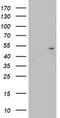 K20 antibody, TA802575S, Origene, Western Blot image 