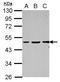 Vasculin antibody, LS-C155722, Lifespan Biosciences, Western Blot image 