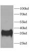 Carbonic Anhydrase 4 antibody, FNab01163, FineTest, Western Blot image 